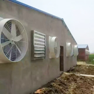夏季規模化雞舍養殖羞羞视频APP下载安装與水簾的核算方法